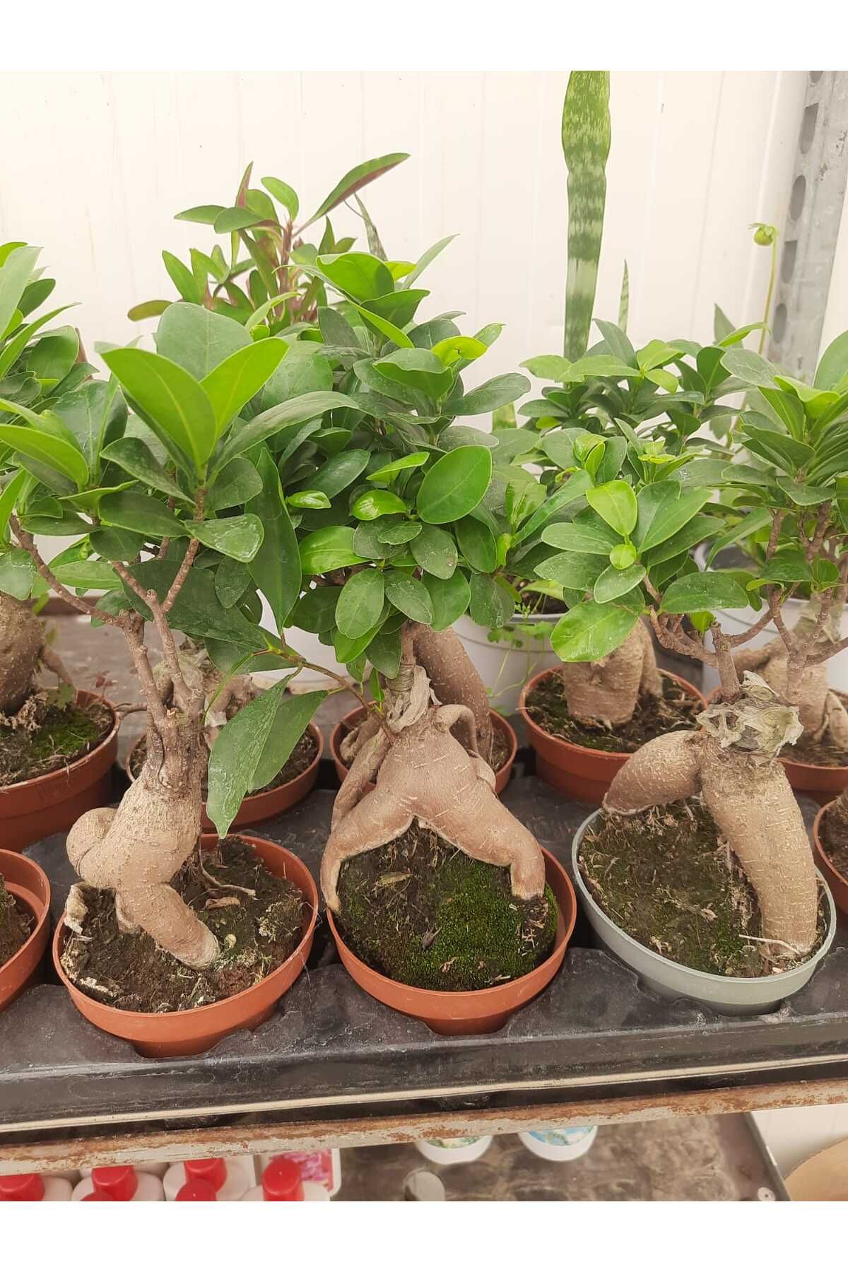Çiçek Barınağı Bonsai – Canlı Saksılı Minyatür Ağacı 20-30cm (İç Mekâna Uygun)