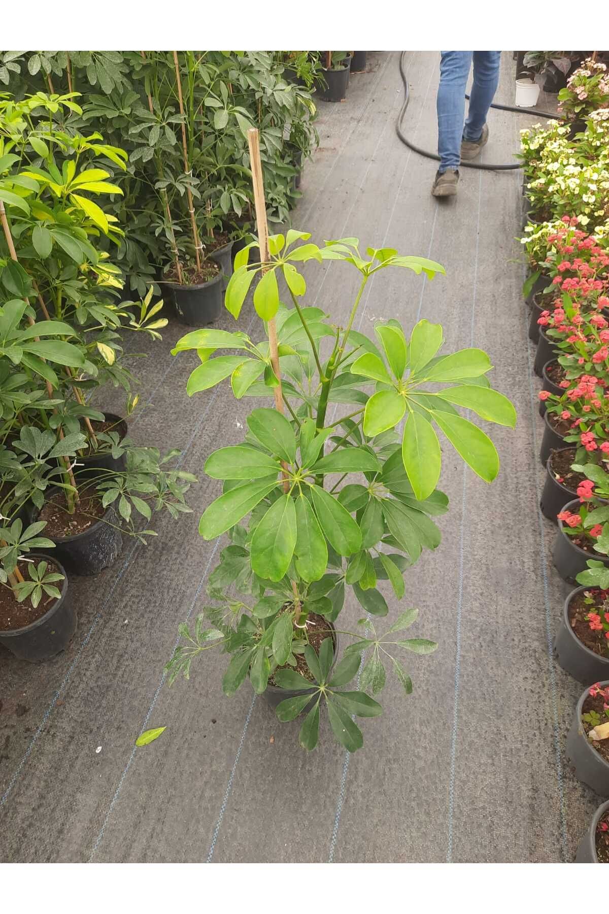 Florin Garden Şeflera Bitkisi – Canlı Saksılı Geniş Yapraklı Salon Bitkisi 70-90cm (Kolay Bakım)