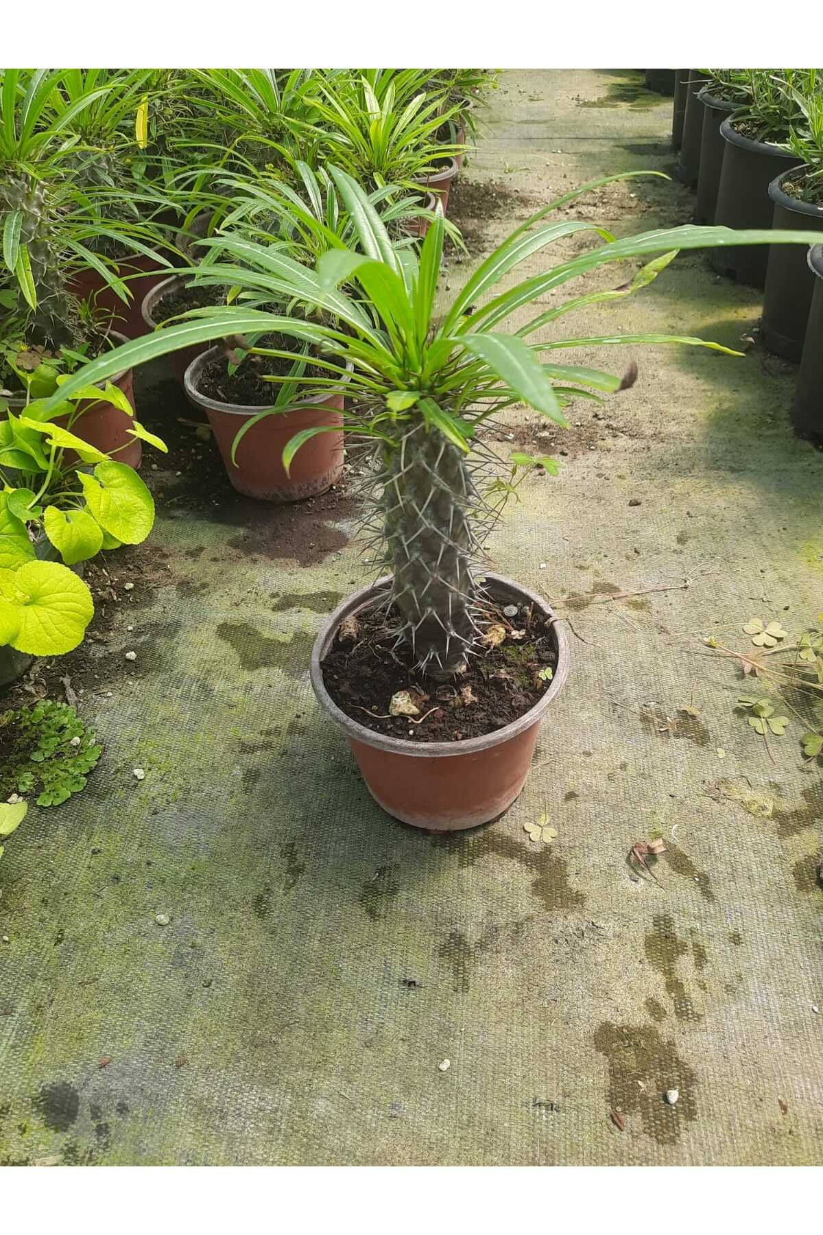 Çiçek Barınağı Madagaskar Palmiyesi – Canlı Tropik Saksı Bitkisi 20-30cm (Kolay Bakım / Dekoratif)