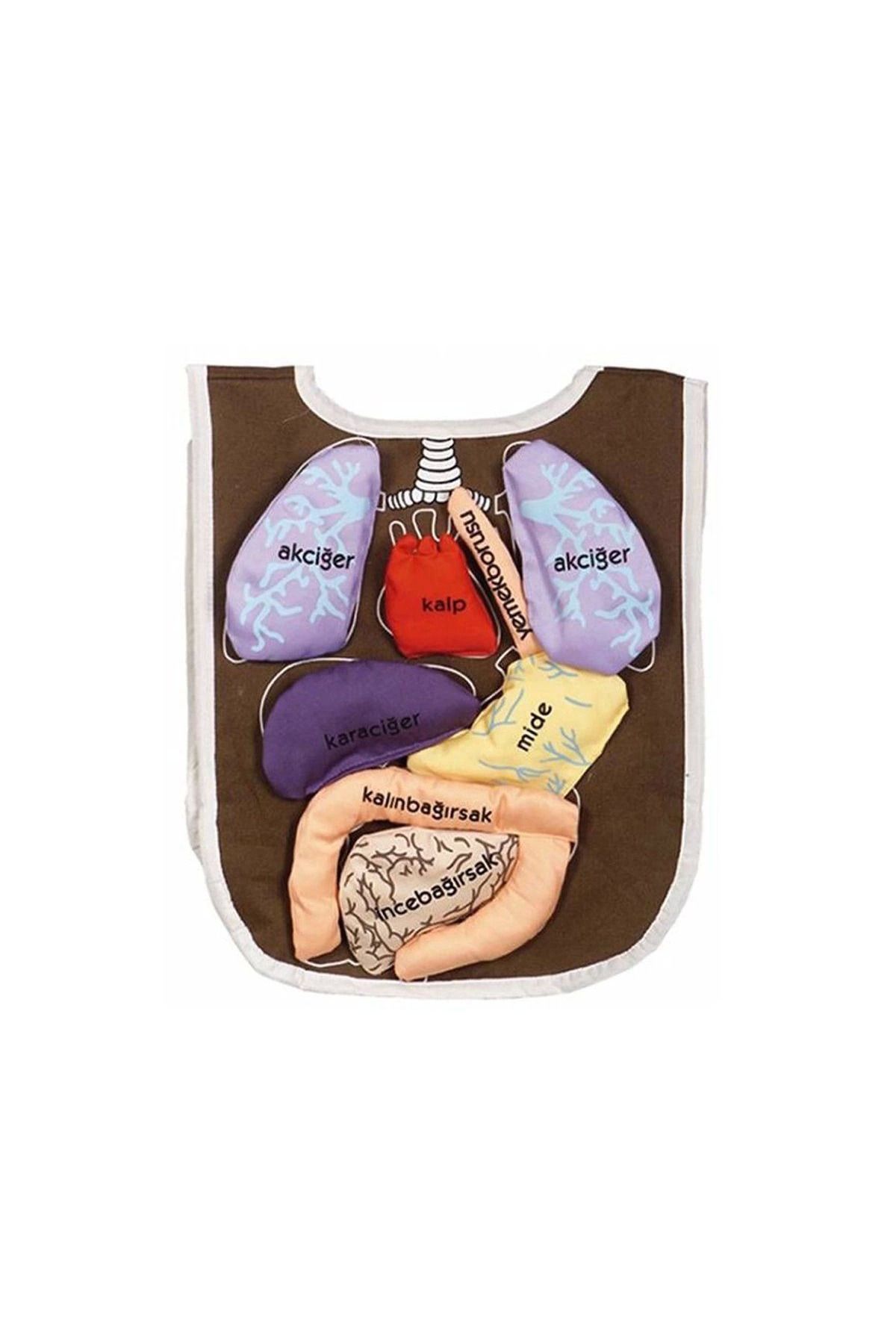 ÖYKÜ VE YİĞİT AND-5011 Organ Önlüğü Organlar cırt bantlı