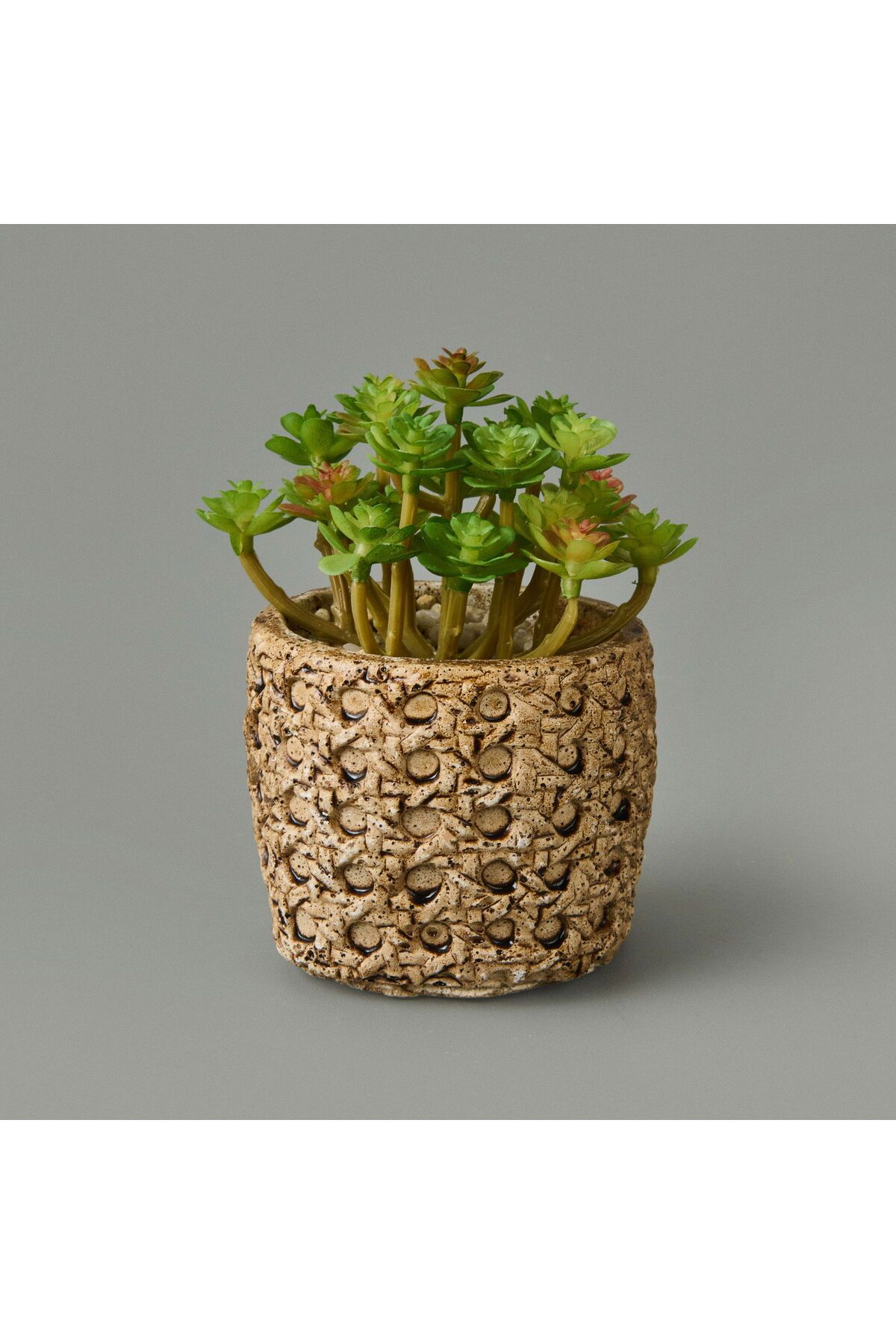 ASPARTAM Hasır Efekt Saksıda Sukulent - 7x8x8 cm