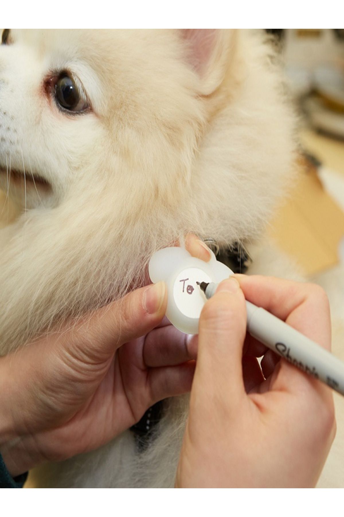 Kikkerland Köpek Işıklı Tasma İsimliği