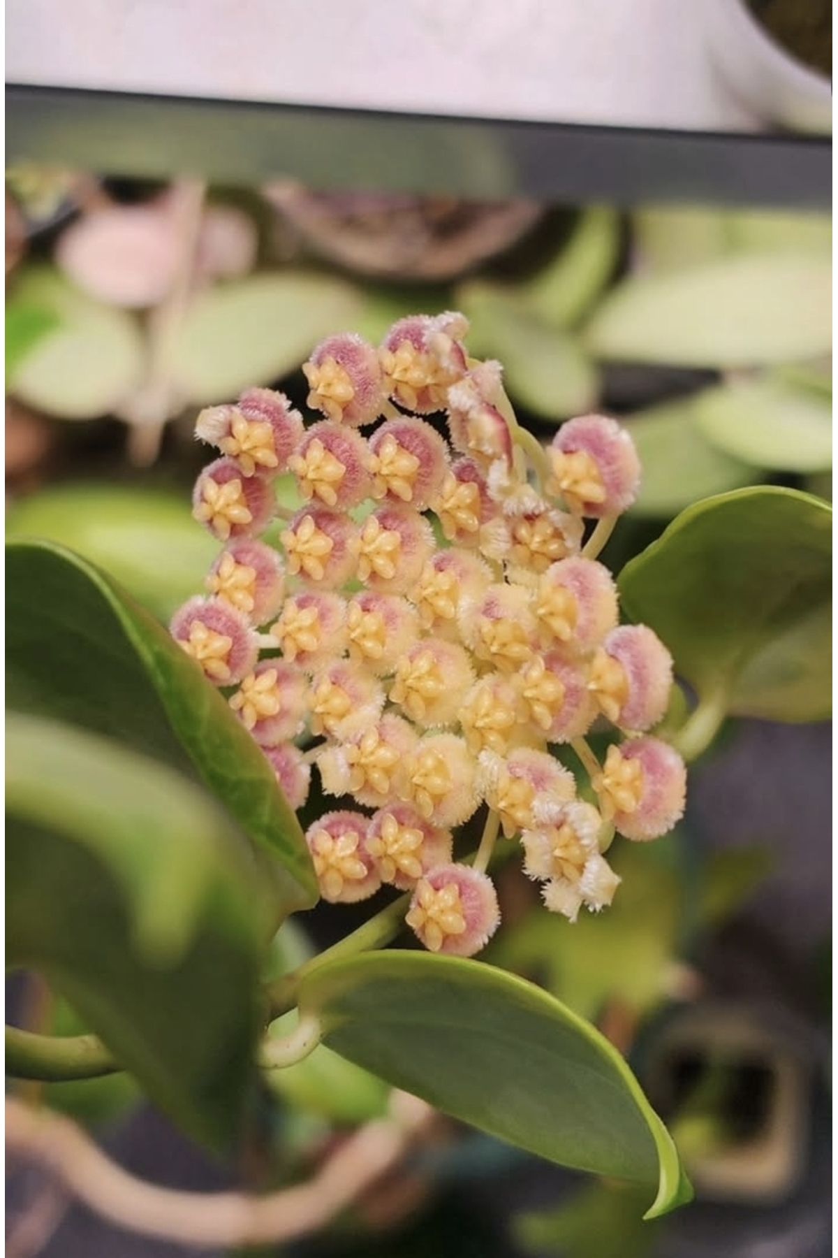 PLANT Hoya Obscura Albomarginata Mum Çiçeği