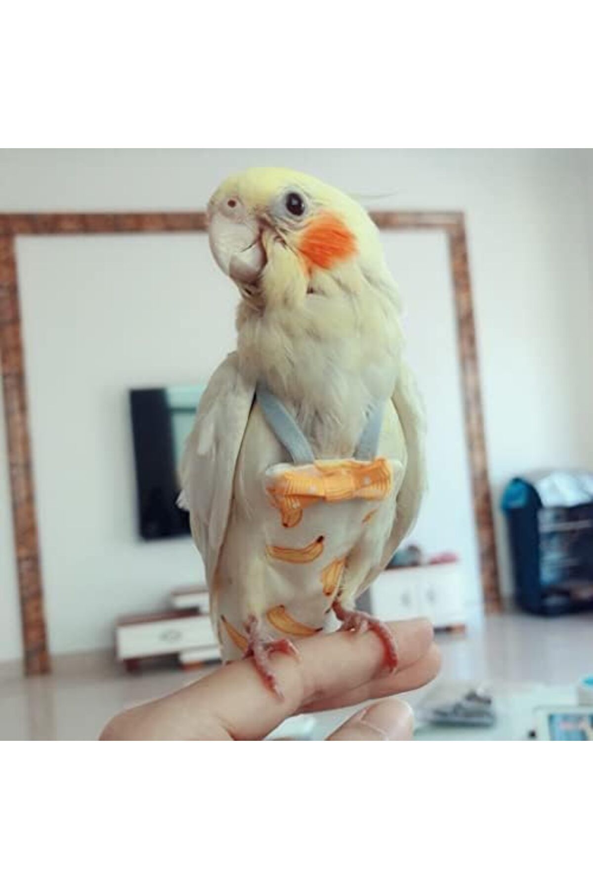 NEXIFY-6 Pieces Bird Diapers, Washable Reusable Parrots Nappy with Waterproof Inner Layer Soft Small Pet Bi 6
