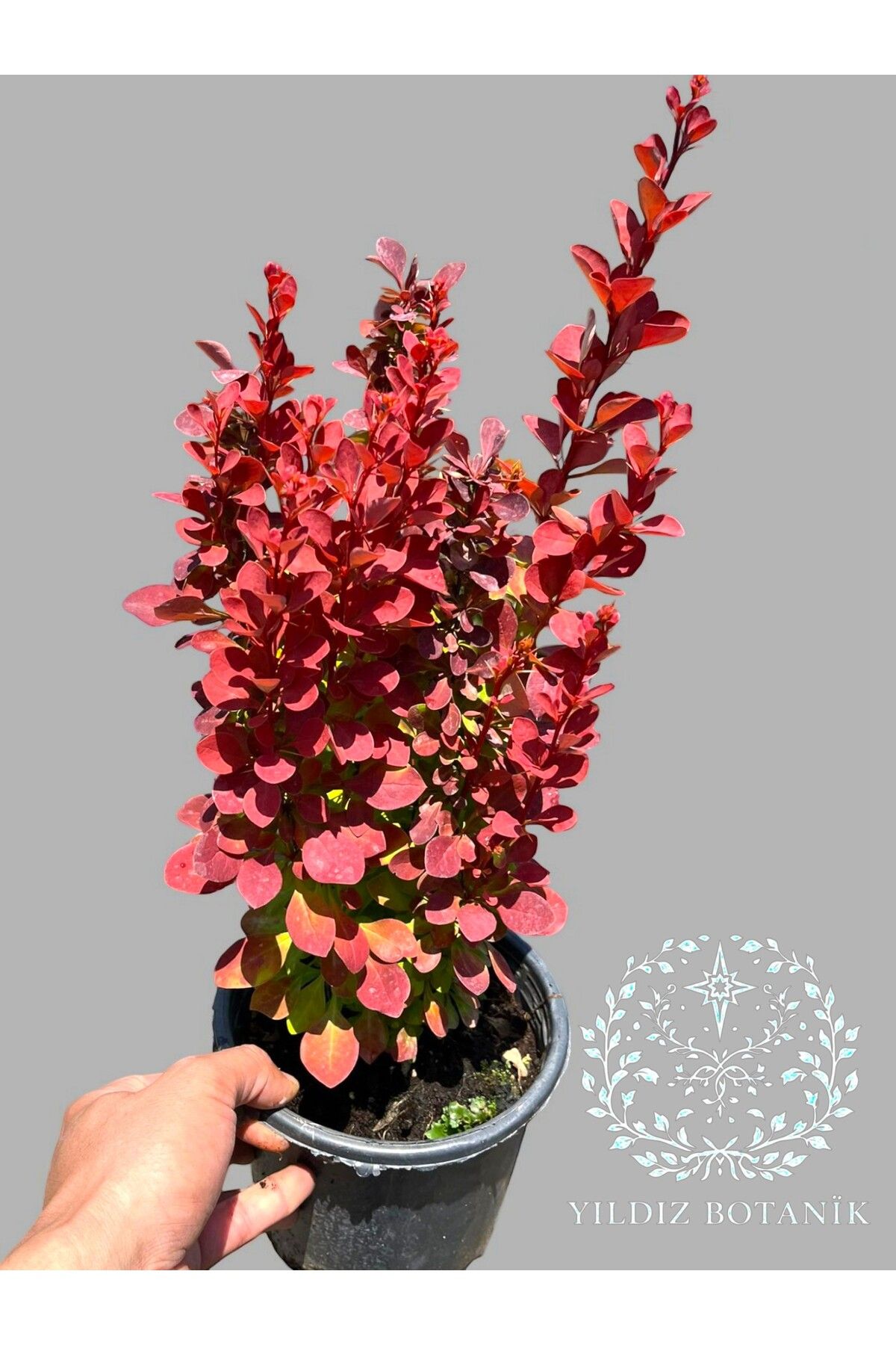 YILDIZ BOTANİK Berberis Orange Rocket Bitkisi Hanım Tuzluğu Çiçeği 40-50 CM