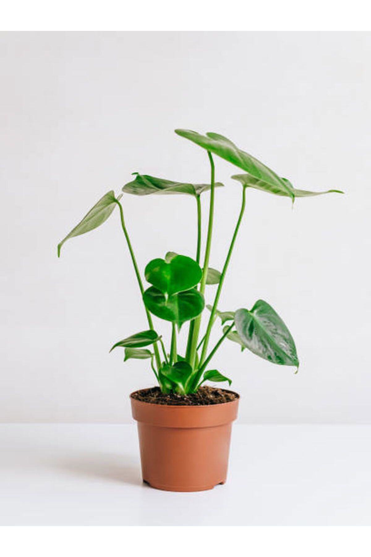 Flora Vadi Dolgun Formlu Monstera Deliciosa Deve Tabanı 40-50 cm İç Mekan Bitkisi