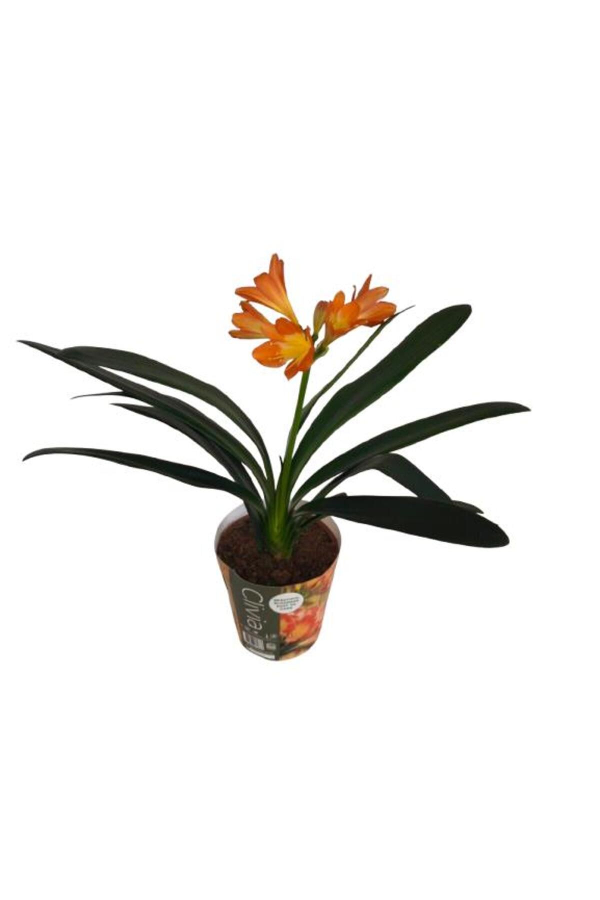 Armen Botanik Clivia Miniata (Klivya Çiçeği)