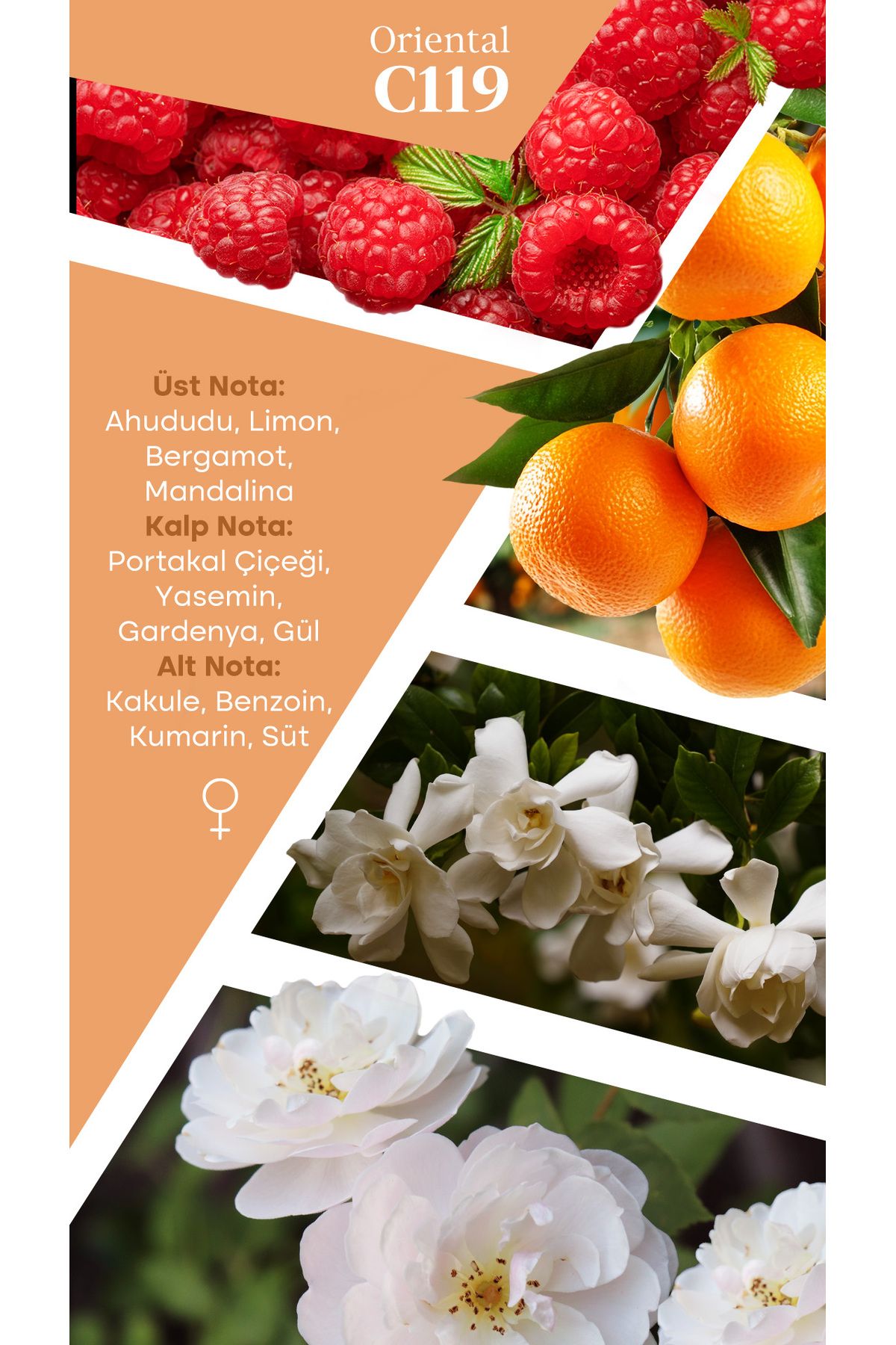 عطر زنانه MAD C119 انتخابی 50 میل Mad Parfüm