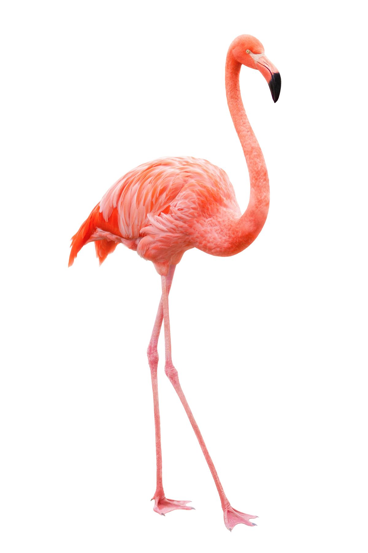 Fabeteks Flamingo Yaprak Desenli 75x150cm