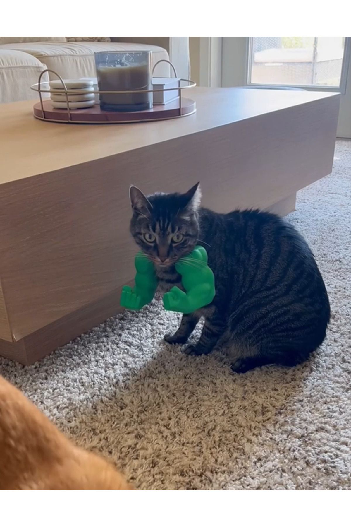 swordslife-Cat Hulk Arm 3