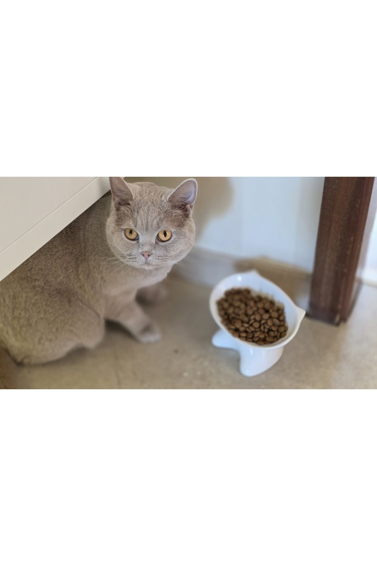TAMER YİĞİT Kedi Tasarım Mama Kabı 2 adet