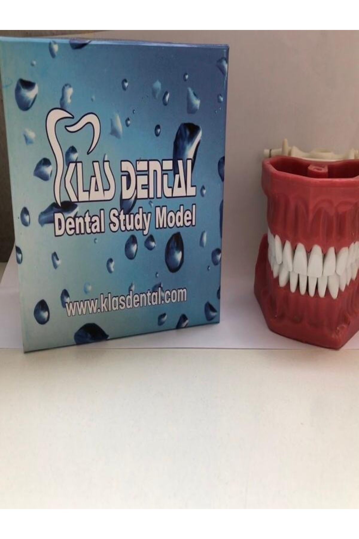 AKTİF DENTAL VE MEDİKAL KLASS DENTAL-32 ADET DİŞLİ ÇENE DİŞ HEKİMLİĞİ ÖĞRENCİLERİNE UYGUN-DİŞ RENGİ BEYAZ