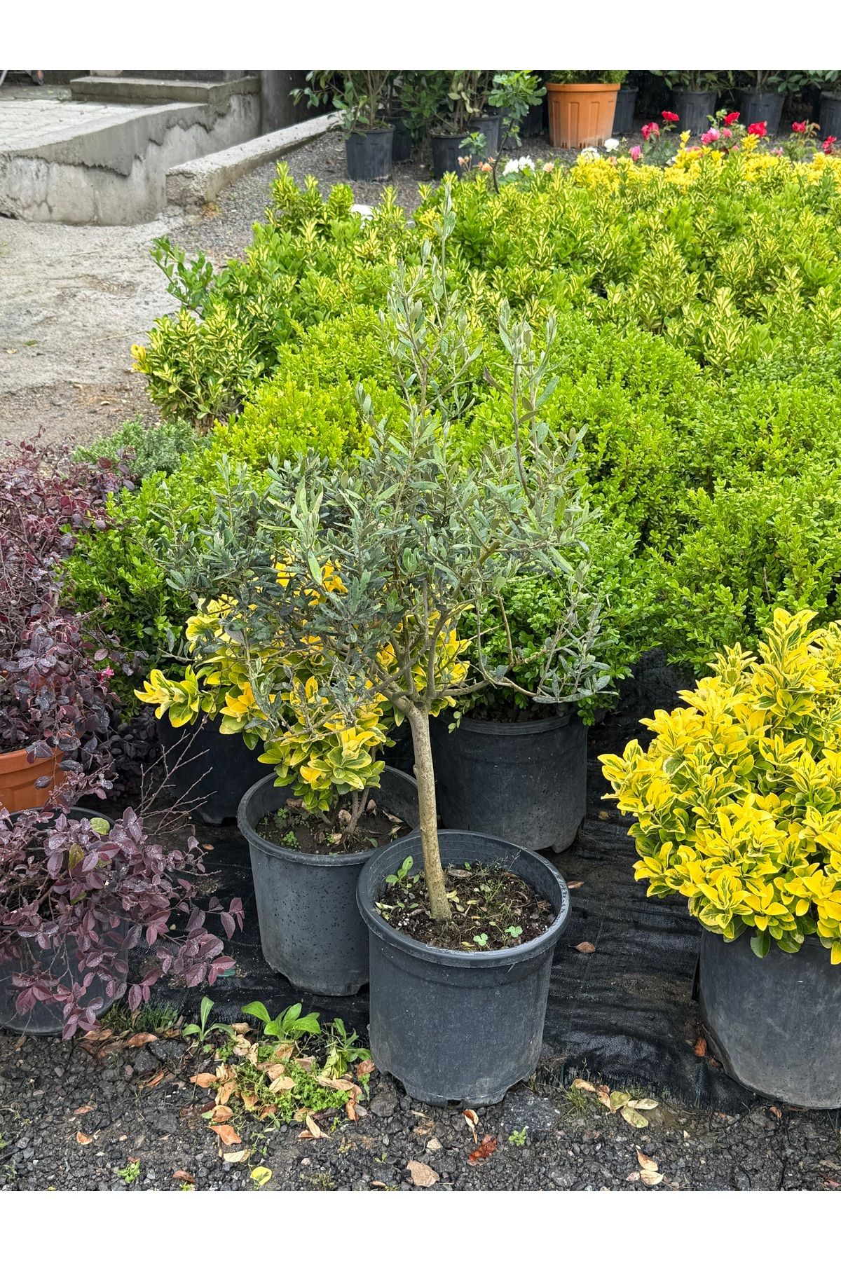 premiumgarden Baston zeytin ağacı - Dekor zeytin