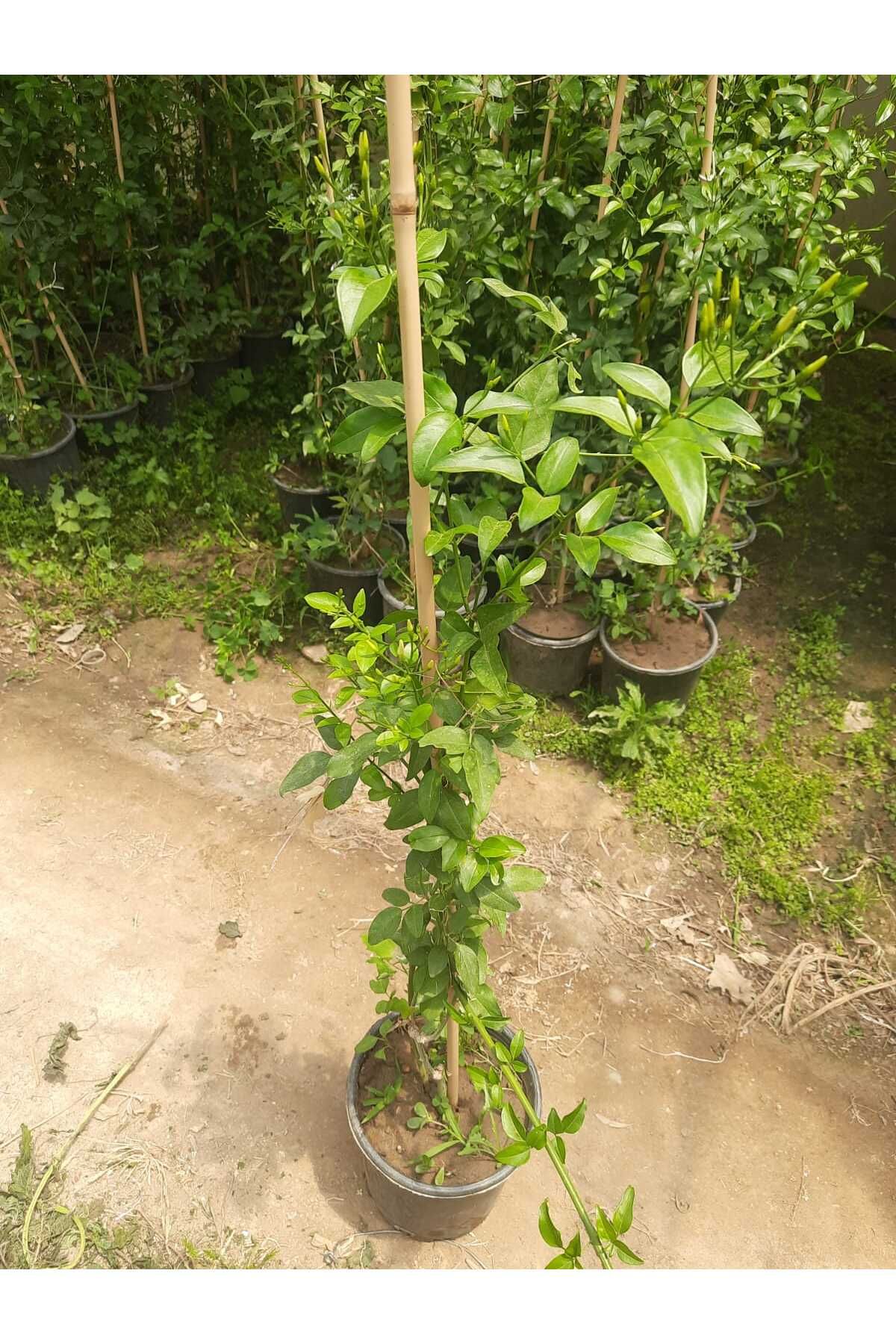 Çiçek Barınağı Limon Yasemin – Canlı Saksılı Hoş Kokulu Çiçekli Bitki (Bahçeye Uygun / Dış Mekân Çalısı)