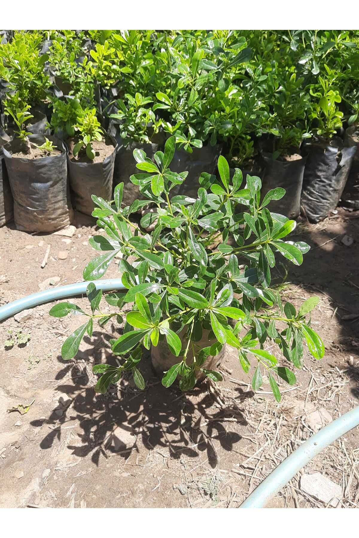 Çiçek Barınağı Pitoz Yıldız Çalısı – Canlı Saksılı Peyzajlık Süs Bitkisi 15-30cm (Dış Mekâna Uygun / Formlu Çalı)