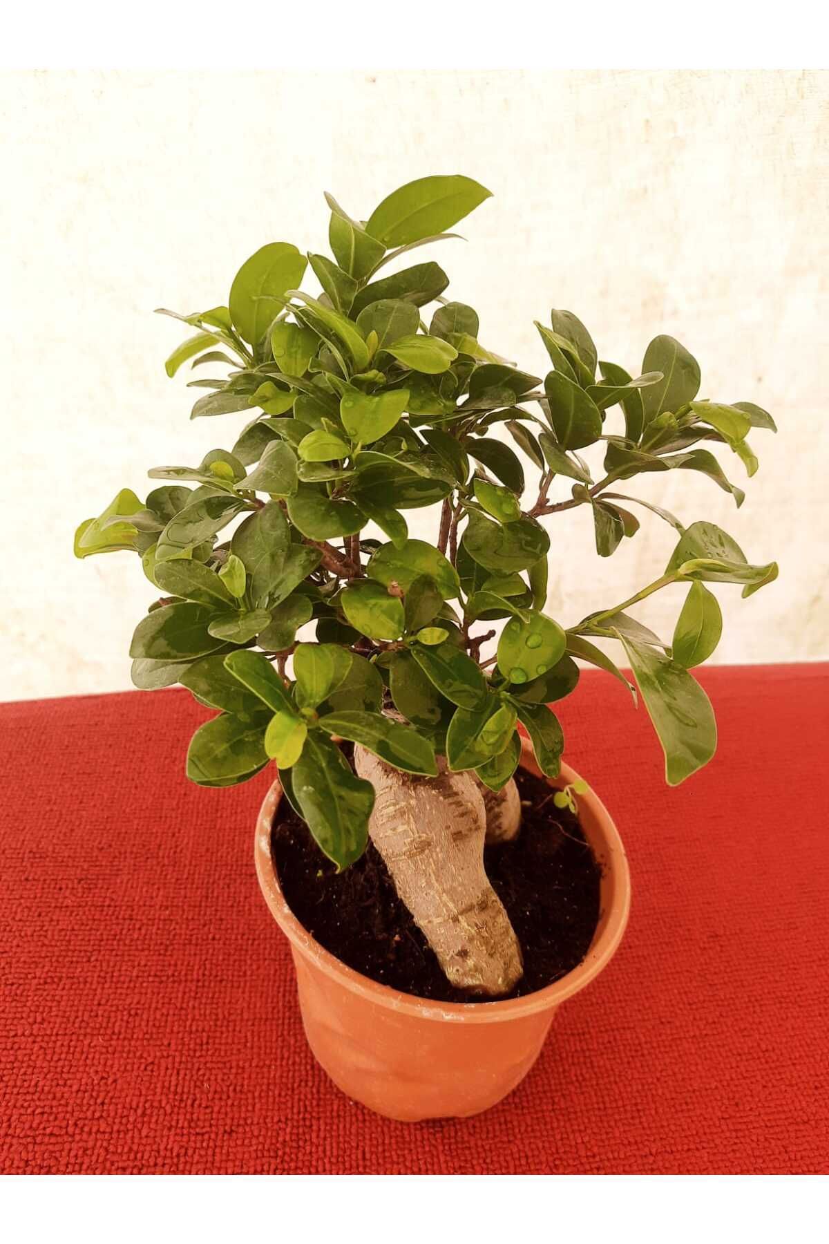 Çiçek Barınağı Bonsai – Canlı Saksılı Minyatür Ağaç 20-30cm (İç Mekâna Uygun)