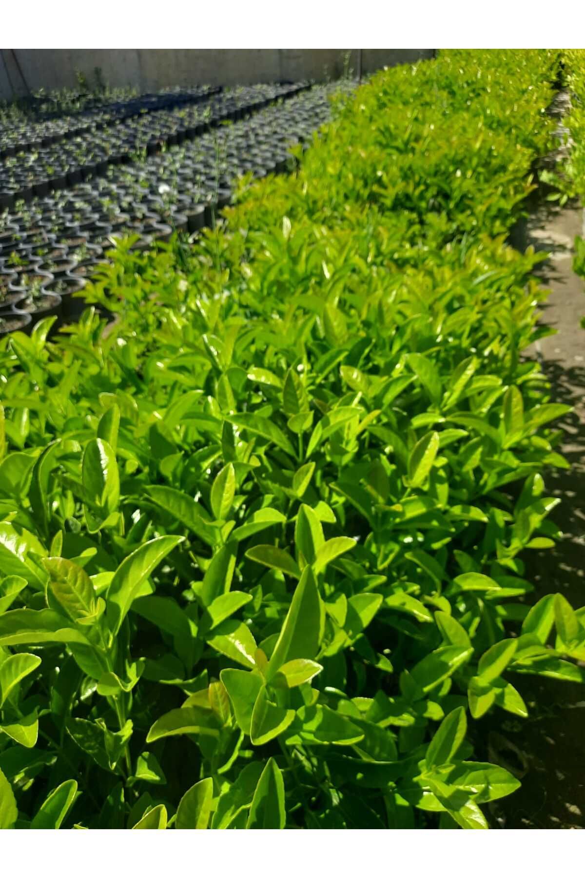 Florin Garden Kartopu Bitkisi – Canlı Saksılı Beyaz Çiçekli Süs Çalısı 80-100cm (Bahçeye Uygun)