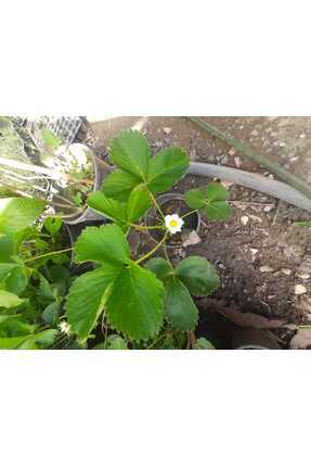 Genel Markalar Çilek Fidesi – Tatlı ve Aromatik, Saksı ve Bahçeye Uygun, Yüks...