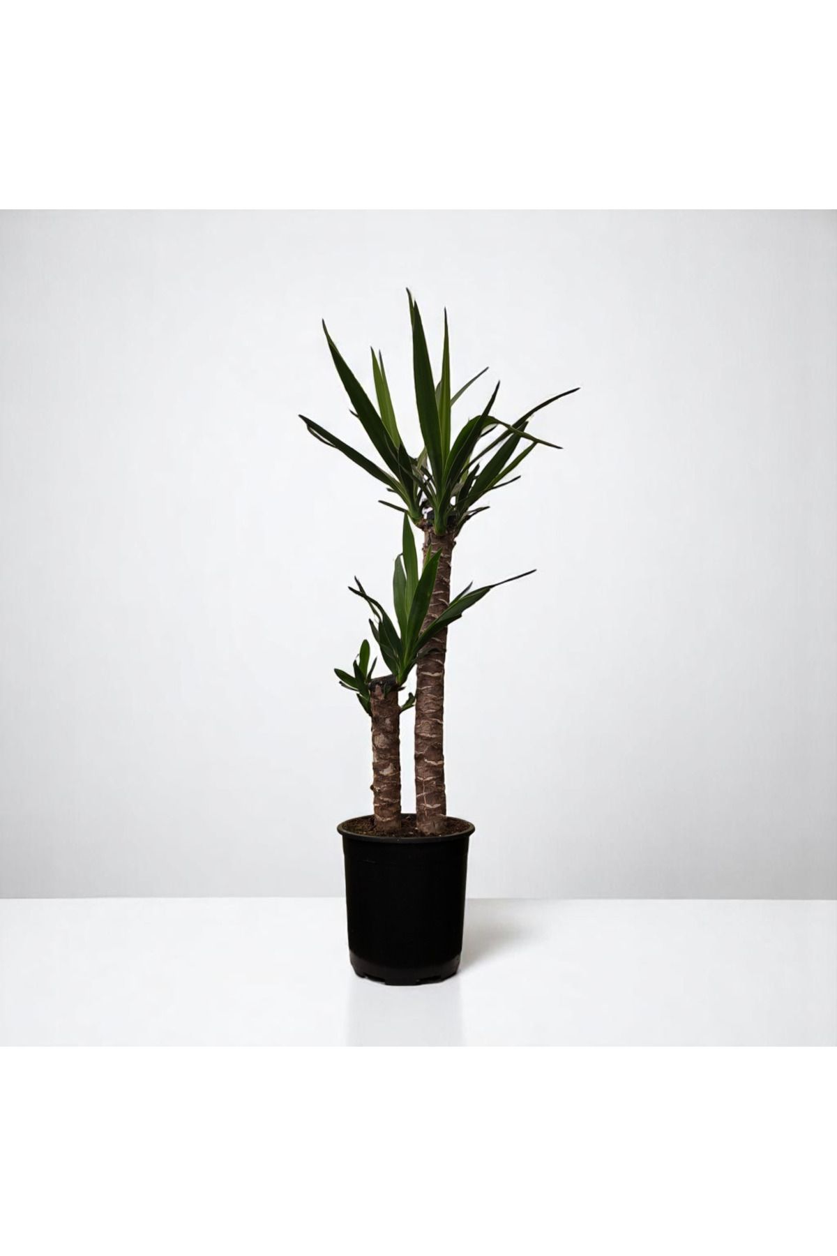 TNT Flowers Yuka İKİ Kollu Yuka Bitkisi Yuka Ağacı Yucca Massengena 80-100 Cm Avize Çiçeği Salon Bitkisi