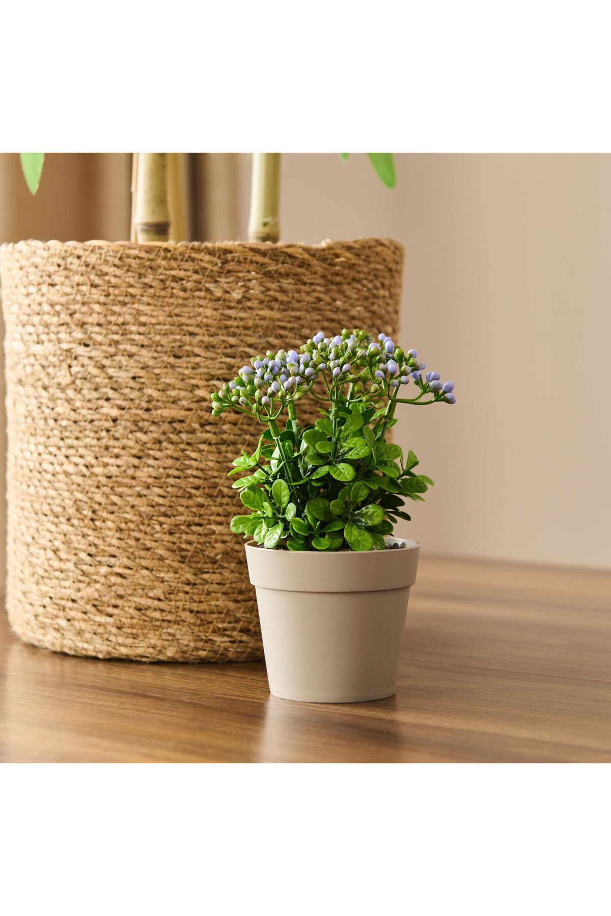 ASPARTAM Dekor Saksılı Yapay Kokina Çiçek - - 17x6 cm