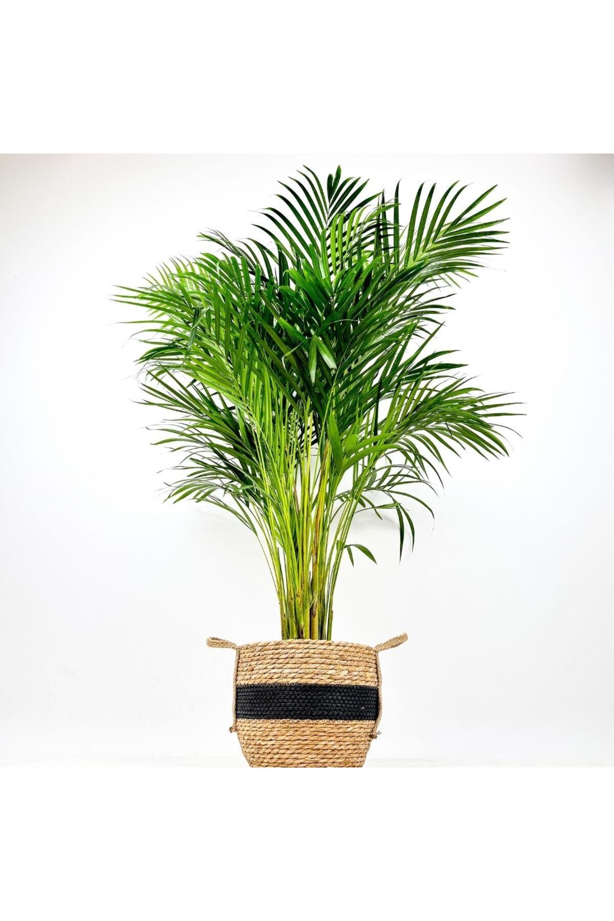 Fidanburada Areka Palmiyesi XL (Dypsis Lutescens) Siyah Şeritli Hasır Saksılı