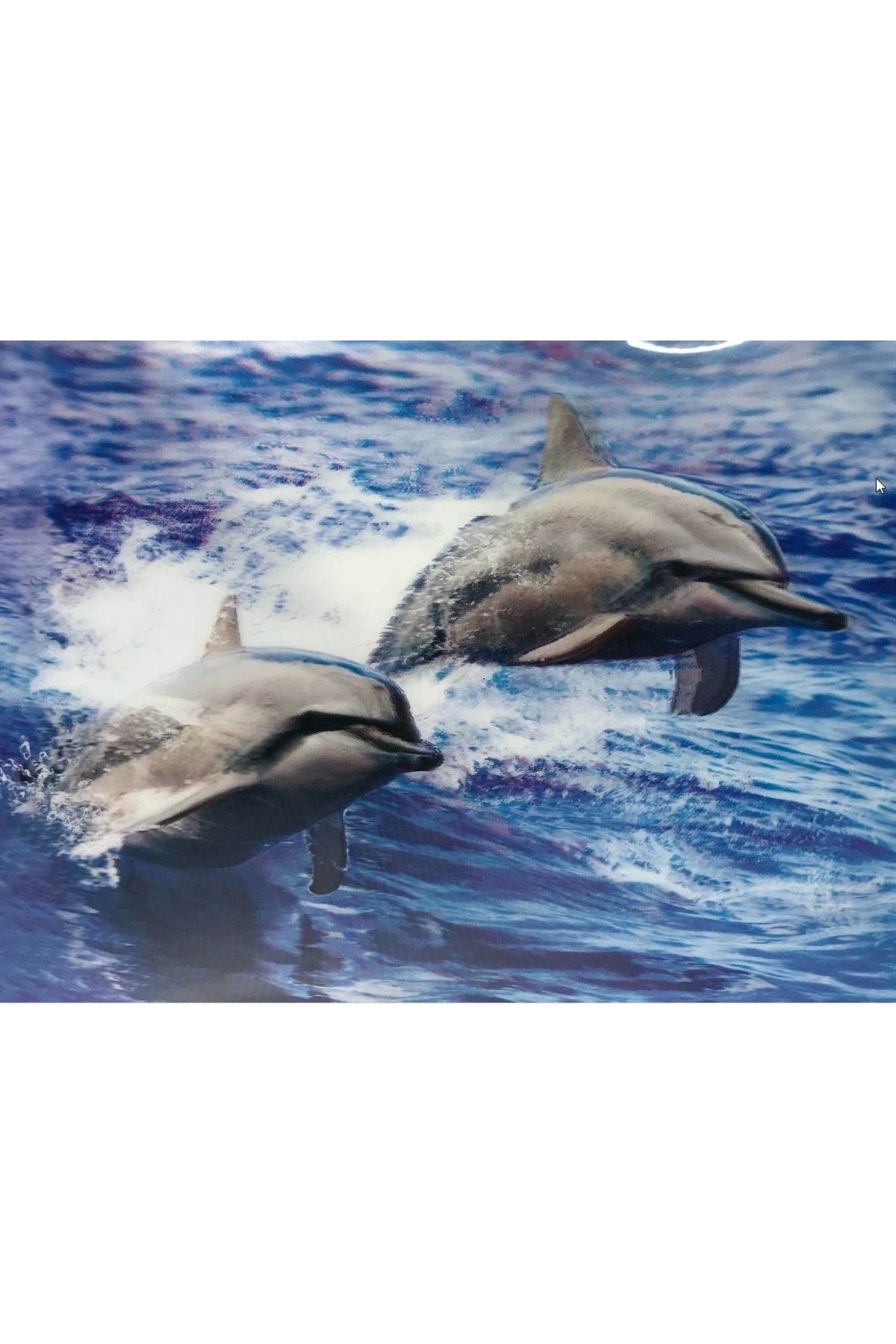 ÇERÇİCİ 3 Boyutlu Resim Sevimli Yunuslar İkili Yunus Resmi Tablosu 30x40 Cm