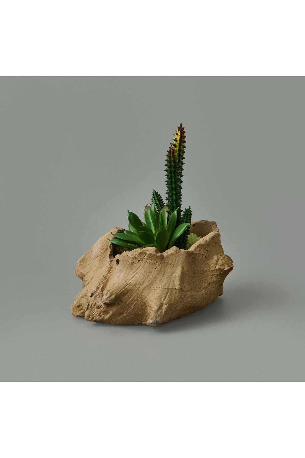 ASPARTAM Ağaç Kökü Saksıda Sukulent - 15x16x16 cm