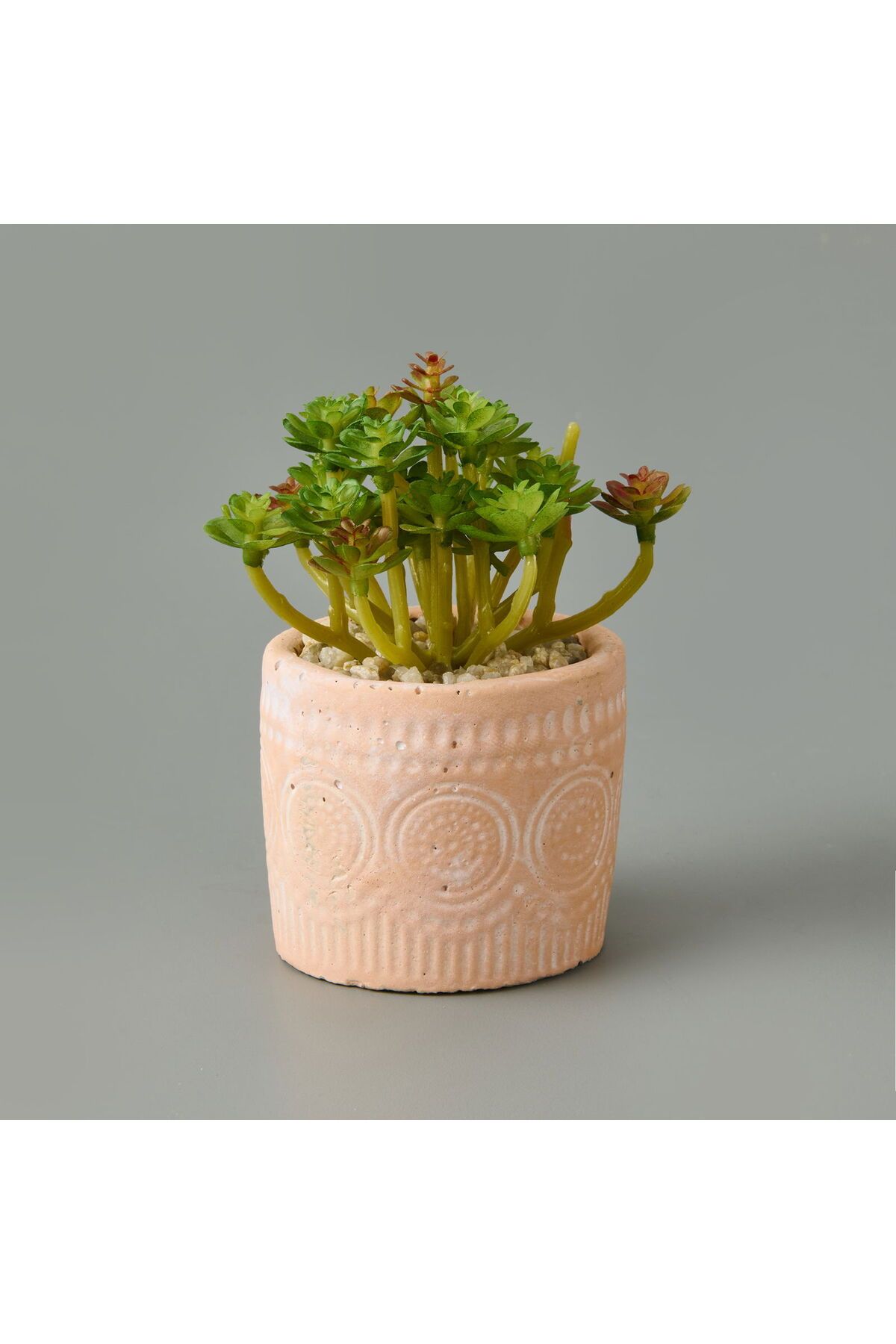 ASPARTAM Eskitme Saksılı Sukulent - - 10x8x8 cm
