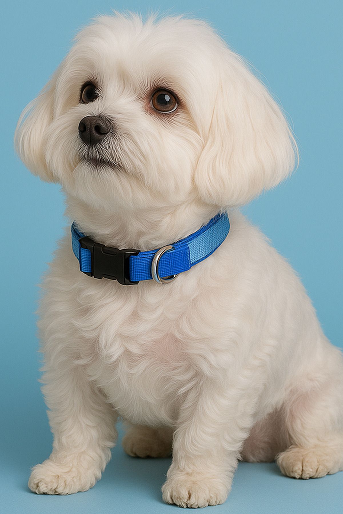 MOODPAW Köpek Boyun Tasması