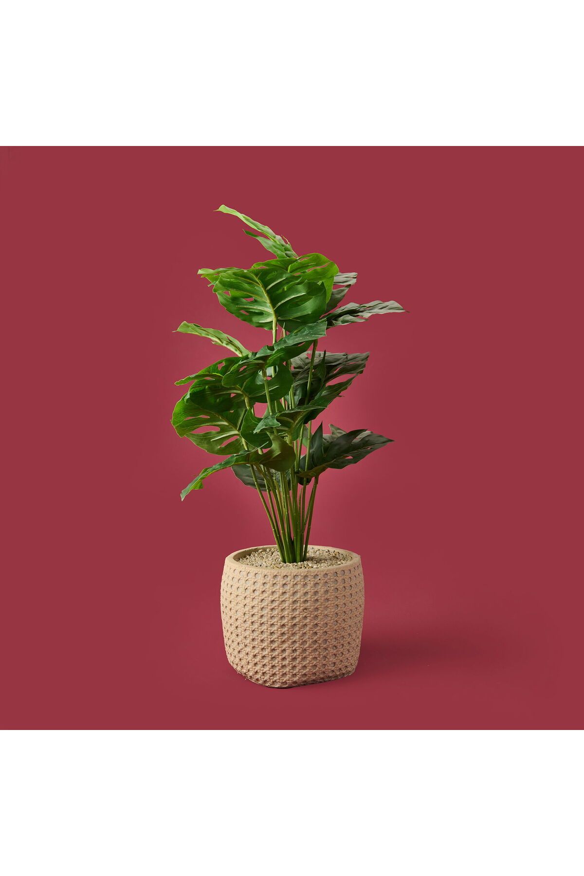 ASPARTAM Hasır Saksıda Deve Tabanı - Renkli - 90x26 cm