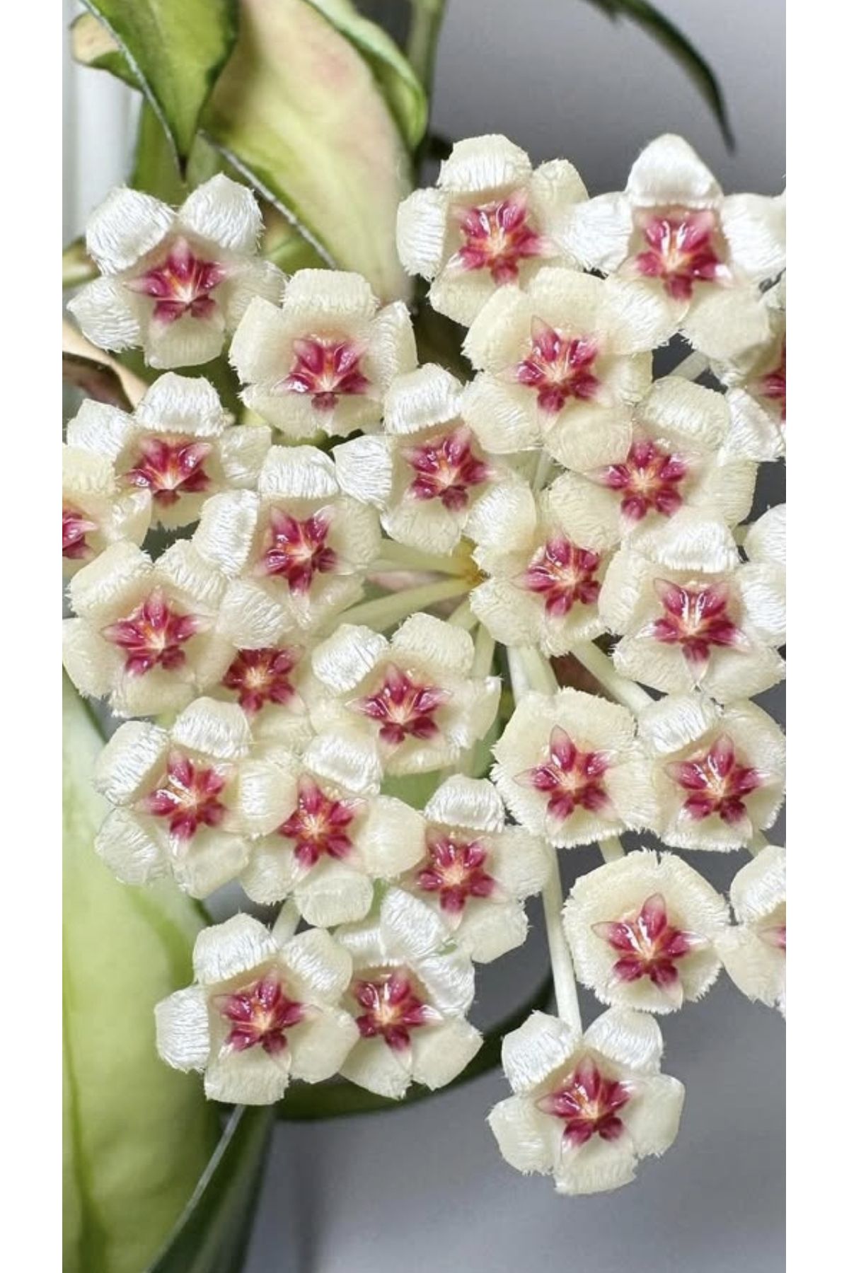 PLANT Hoya Walliniana Variegata Mum Çiçeği