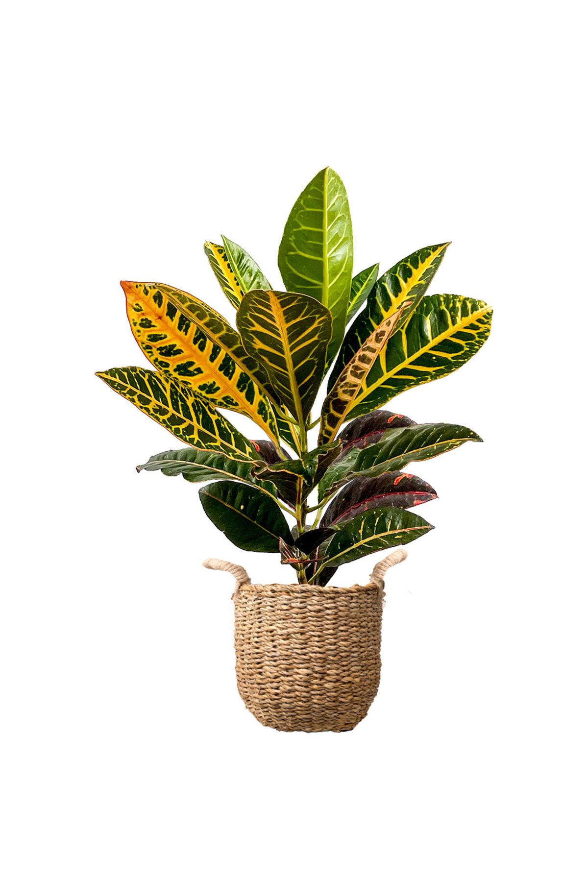 Fidanburada Kraton (Croton Petra) Basic Hasır Saksılı