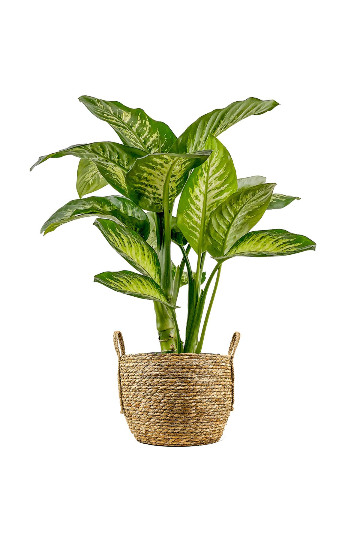 Fidanburada Difenbahya (Dieffenbachia Tropic Snow) Boho Hasır Saksılı