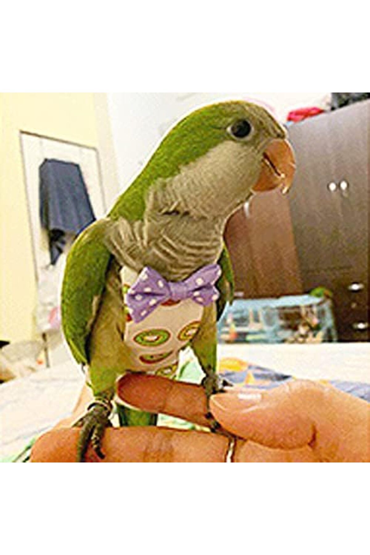 NEXIFY-6 Pieces Bird Diapers, Washable Reusable Parrots Nappy with Waterproof Inner Layer Soft Small Pet Bi 7