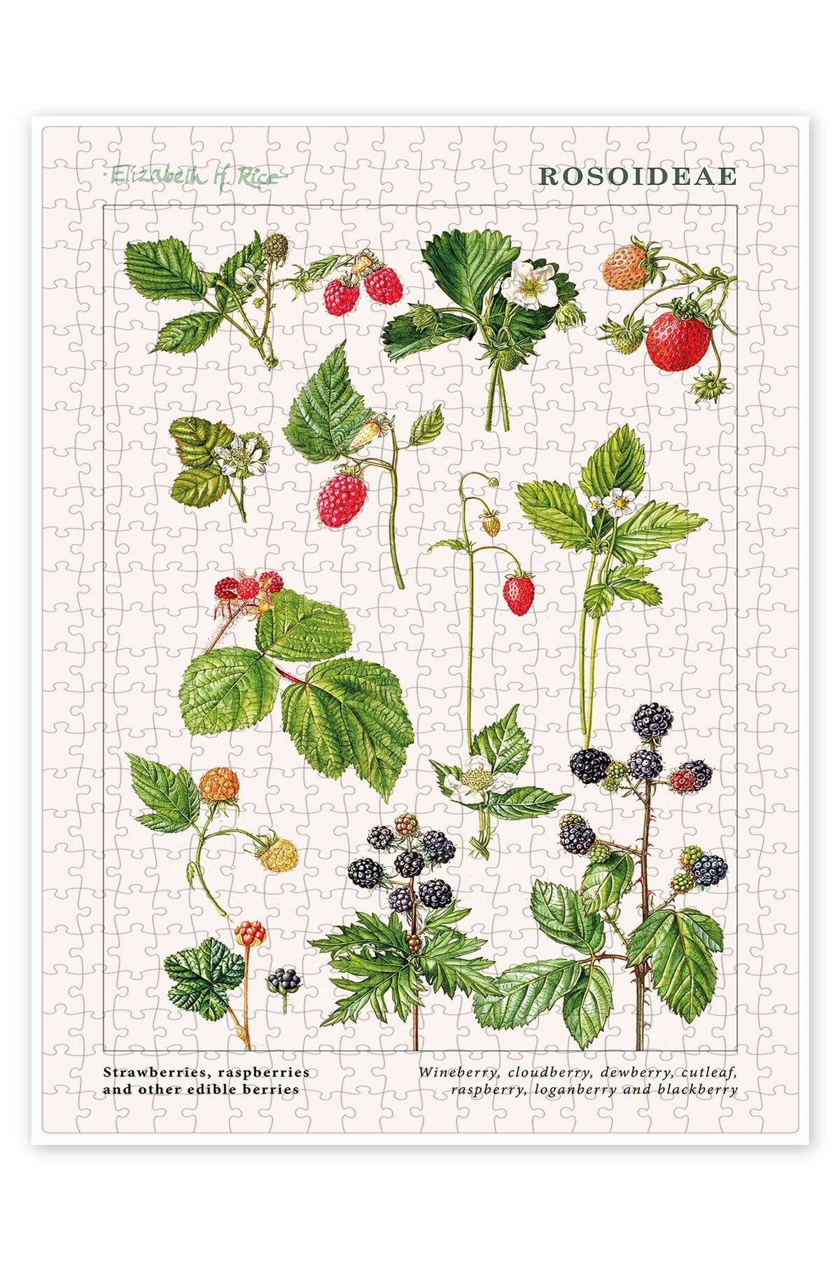 Jeronkarji Çilek, ahududu ve diğer yenilebilir meyveler 500 Parça Puzzle Yapboz Mutfak Temalı Yetişkinler için