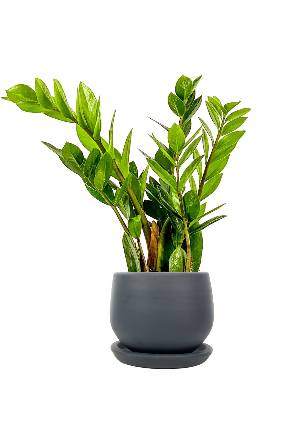 Fidanburada Zamia Mini (Zamioculcas Zamiifolia) Curvy Antrasit Saksılı