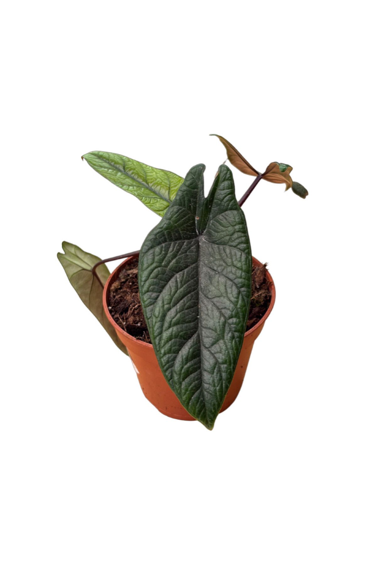 Betonish Alocasia Scalprum (Fil Kulağı)