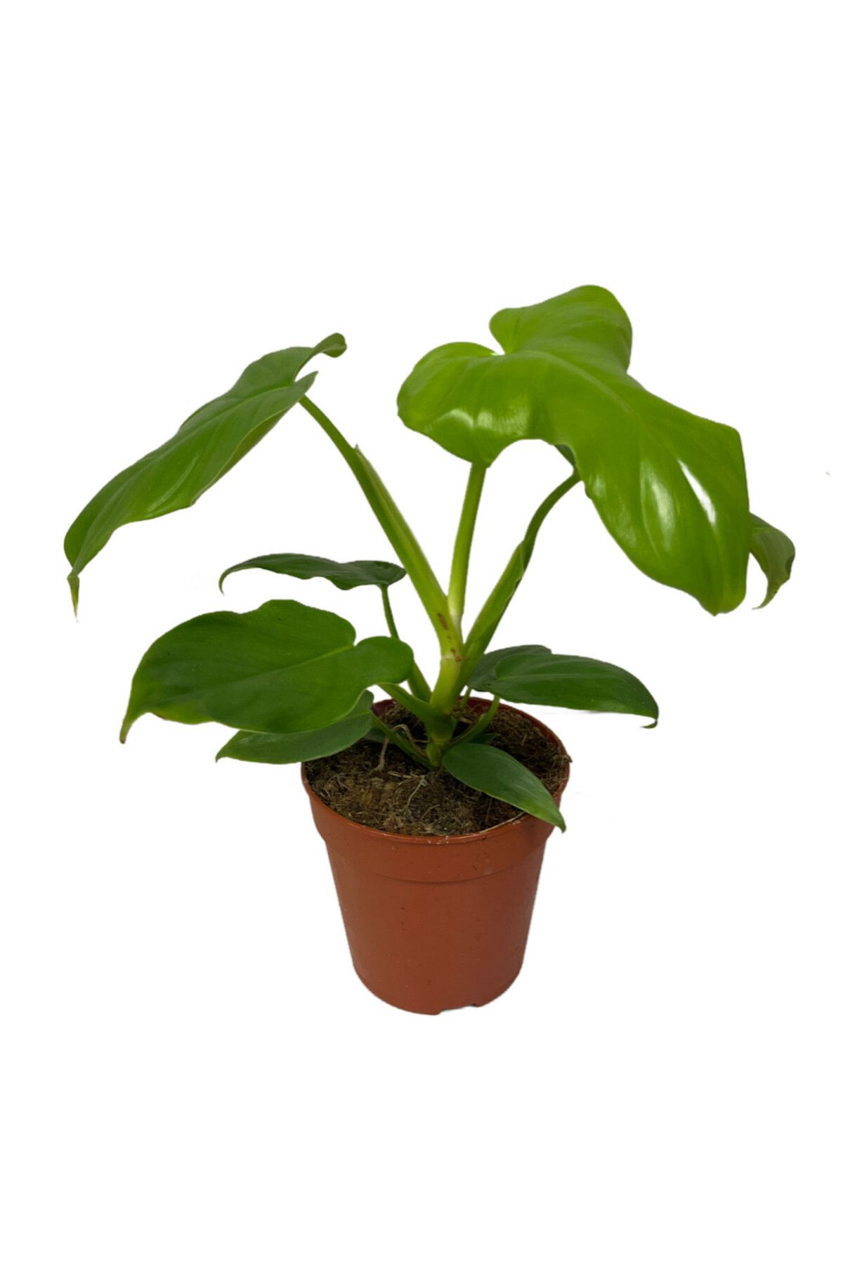 Betonish Philodendron Bipennifolium 'Gold Violin'