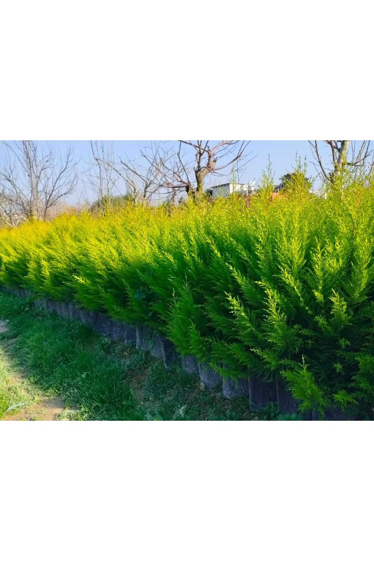 AnkaBahçe Tüplü Limoni Servi Fidanı (boy 20-50 Cm)