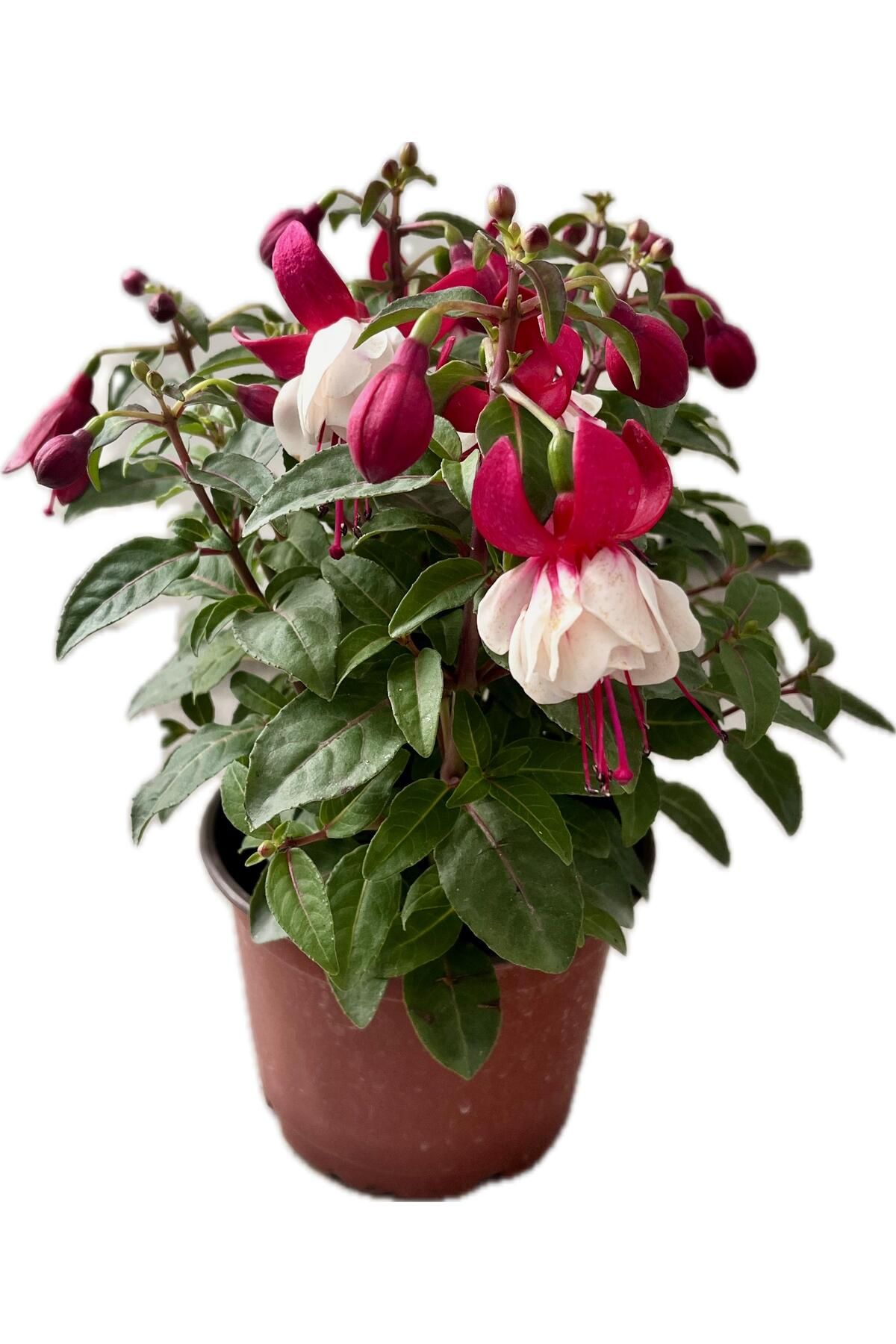 NO BRAND Küpe Çiçeği (Fuchsia)-MOR– Sarkan Çiçekli Canlı Bitki | Renkli, Dekoratif, Kolay Bakımlı Saksılı