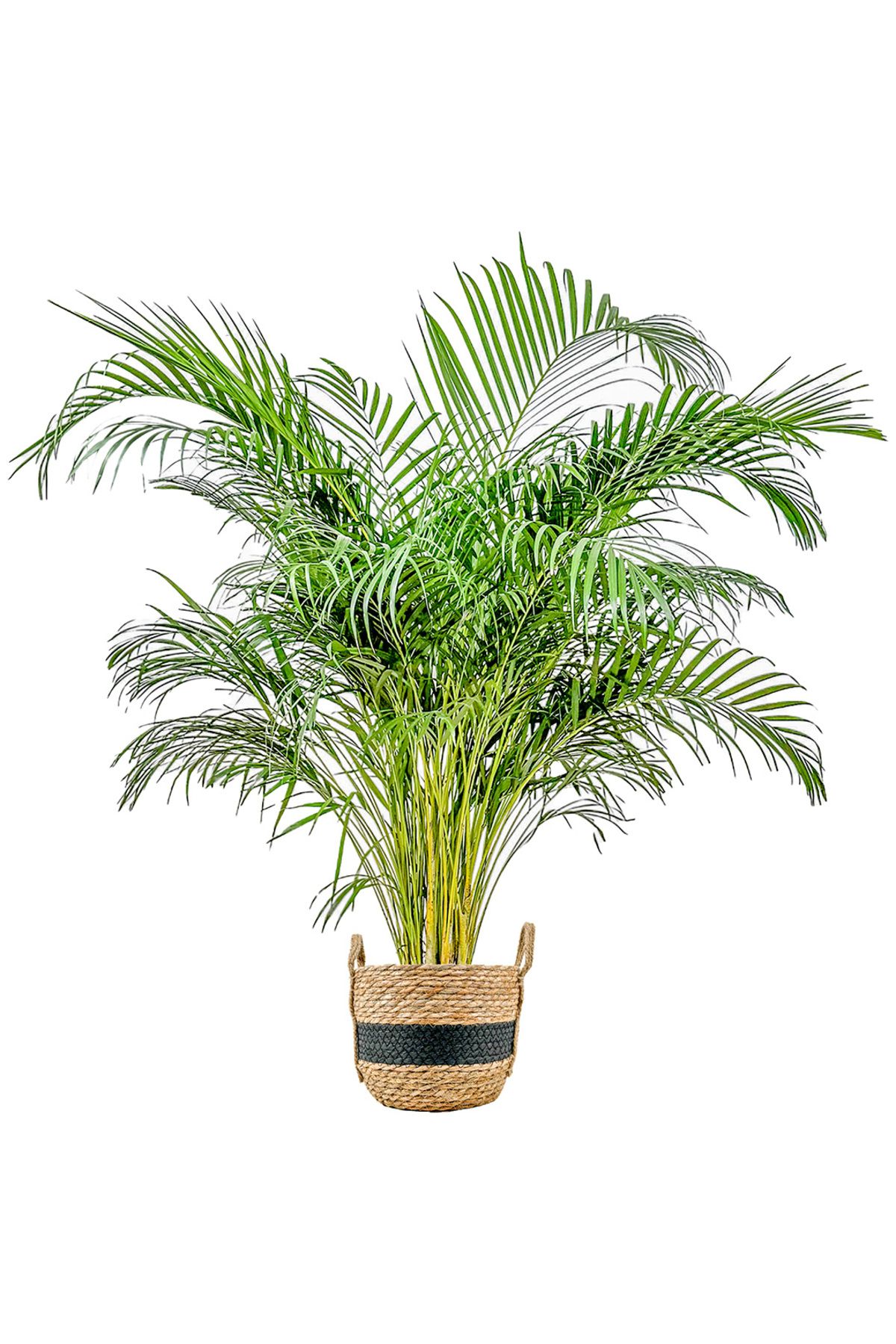 Fidanburada Areka Palmiyesi XL (Dypsis Lutescens) Siyah Şeritli Hasır Saksılı