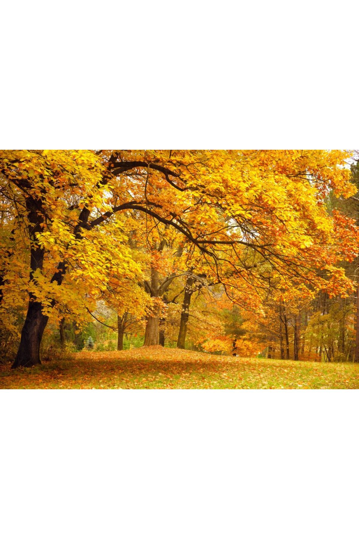 media Fototapet Toamna In Padure, 250 X 150 Cm - Single size