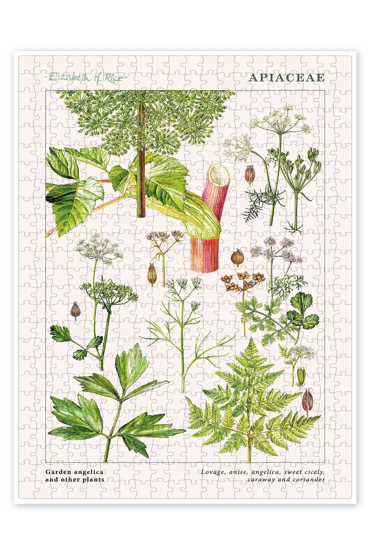 Jeronkarji Bahçe angelica ve diğer bitkiler 500 Parça Puzzle Yapboz Mutfak Temalı Yetişkinler için