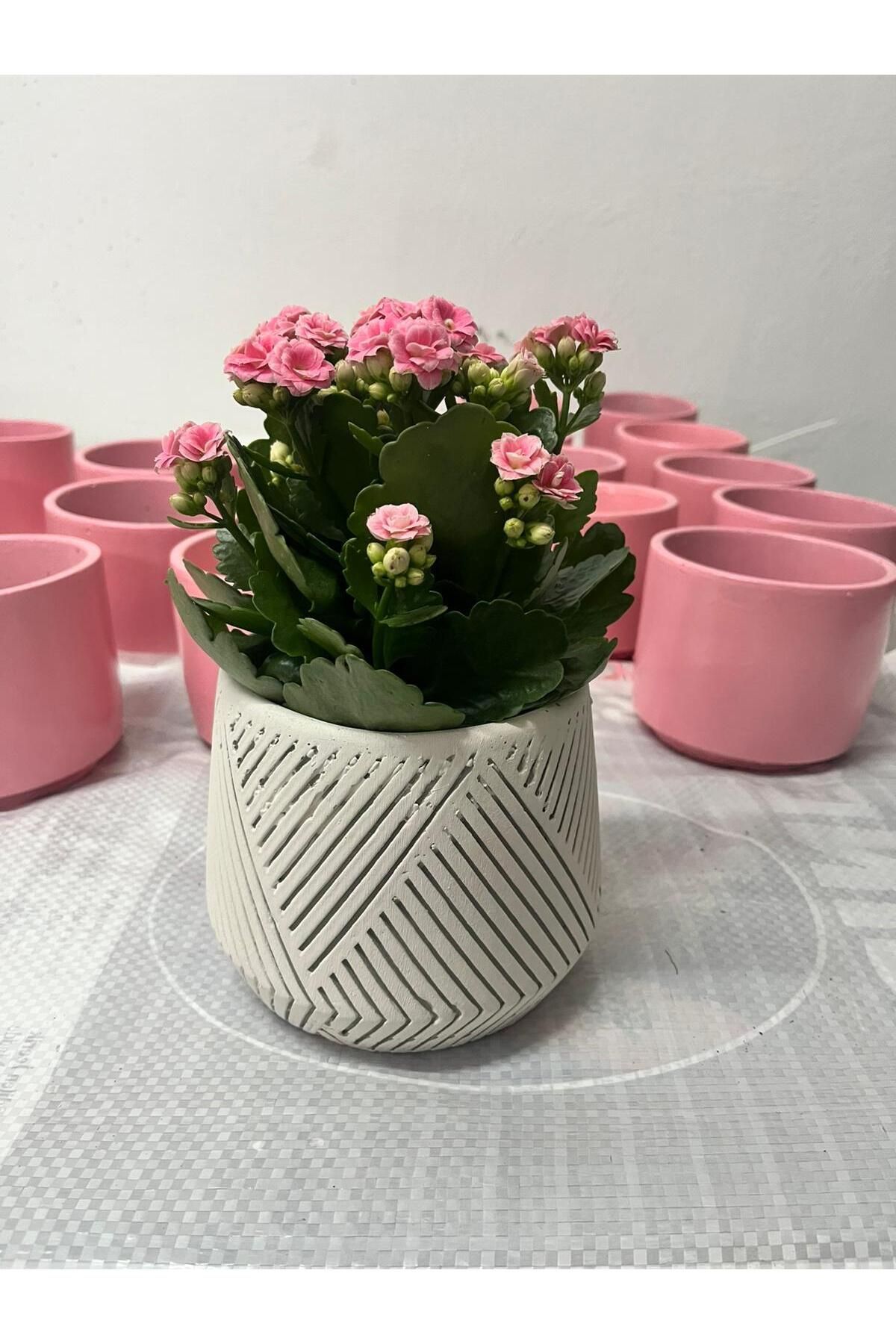 Home SPİRAL SAKSI