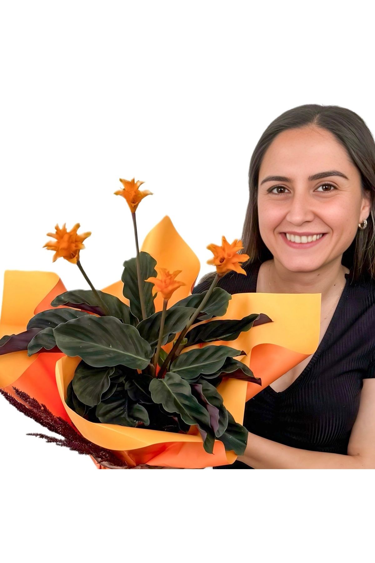 Fidanburada Kalatya (Calathea Crocata) Hediye Paketli