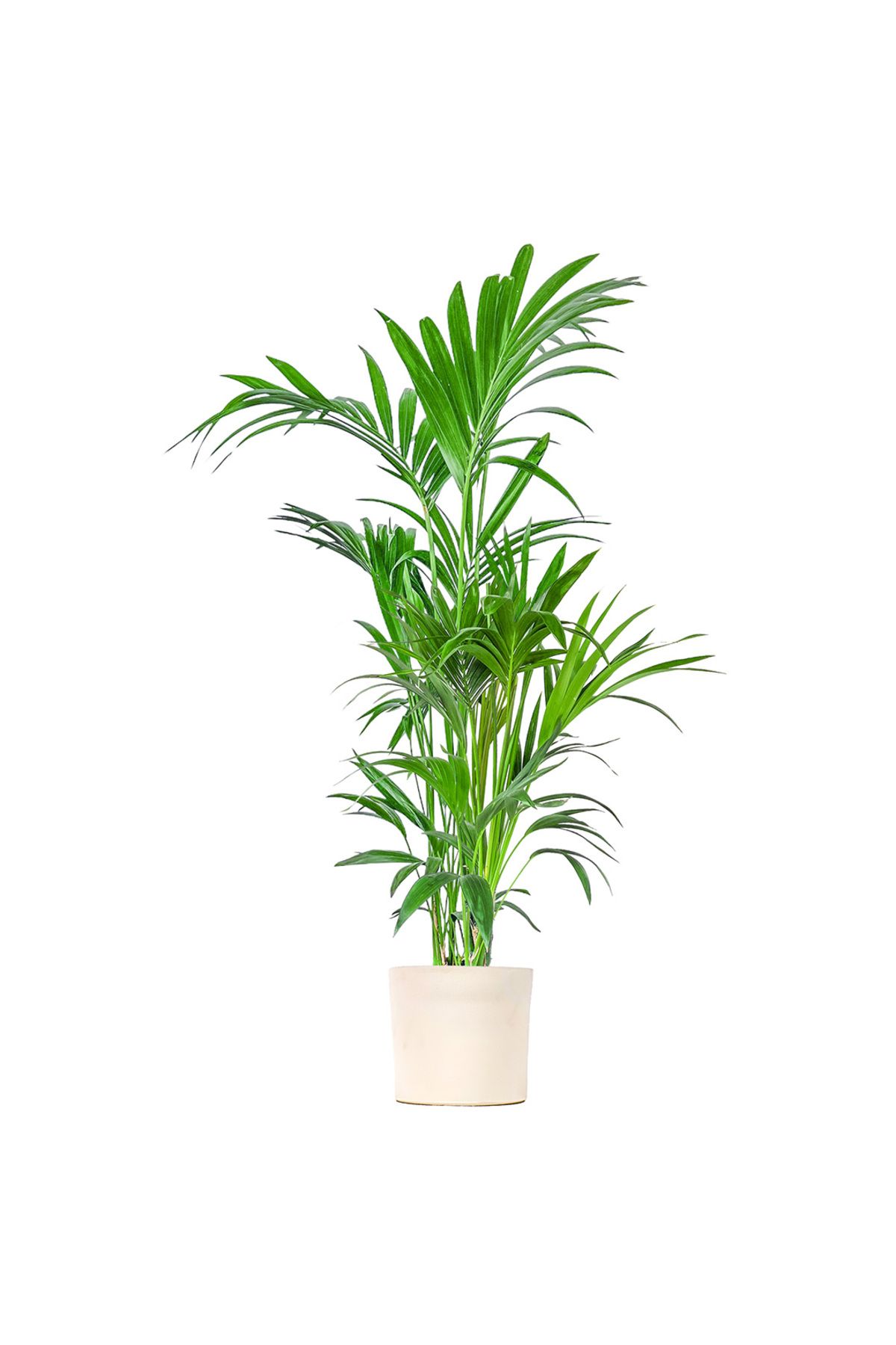 Fidanburada Kentia Palmiyesi Large (Howea Forsteriana) Ruby Beyaz Saksılı