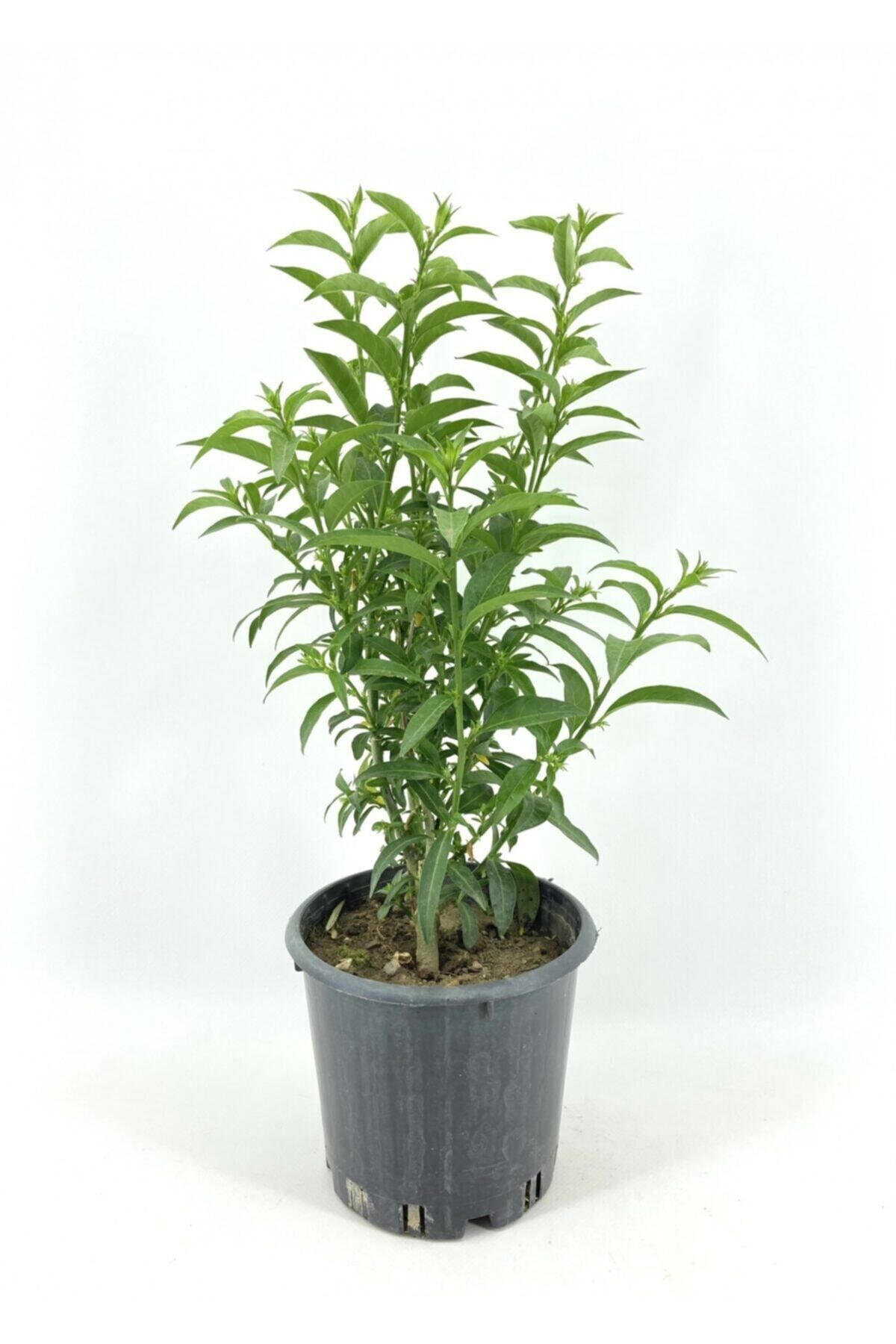 MASAL GARDEN PARFÜM ÇİÇEĞİ MELİSA FİDANI