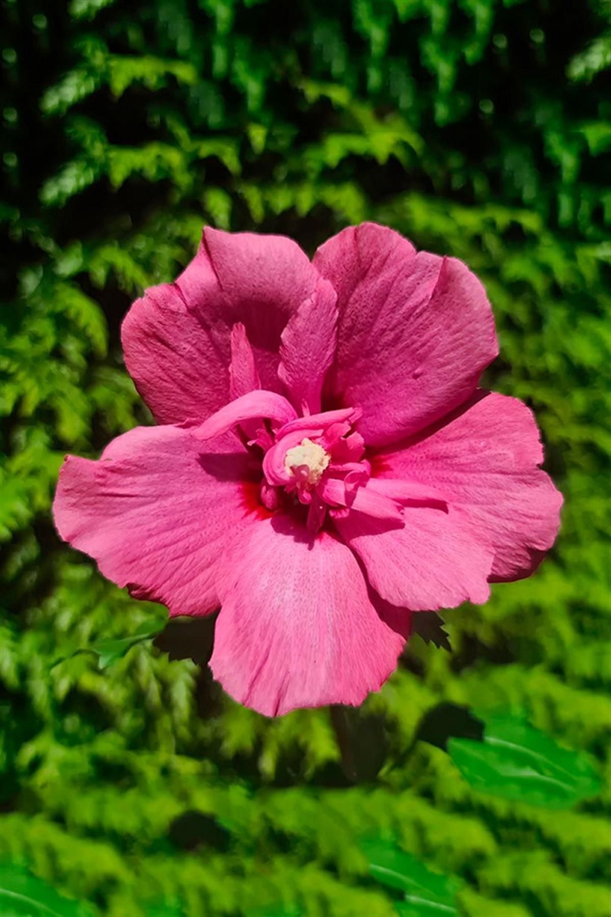 MASAL GARDEN AĞAÇ GÜL HATMİ FİDANI PEMBE