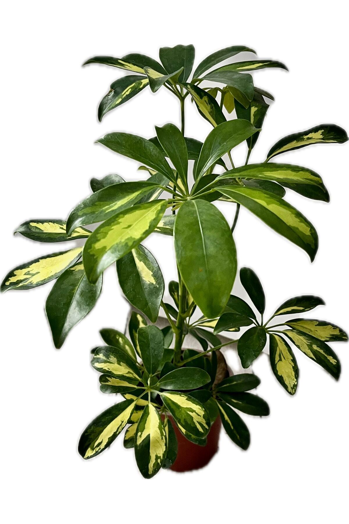NO BRAND Canlı Şeflera (Schefflera) – Kolay Bakımlı İç Mekan Bitkisi | Hava Temizleyici Saksılı Çiçek