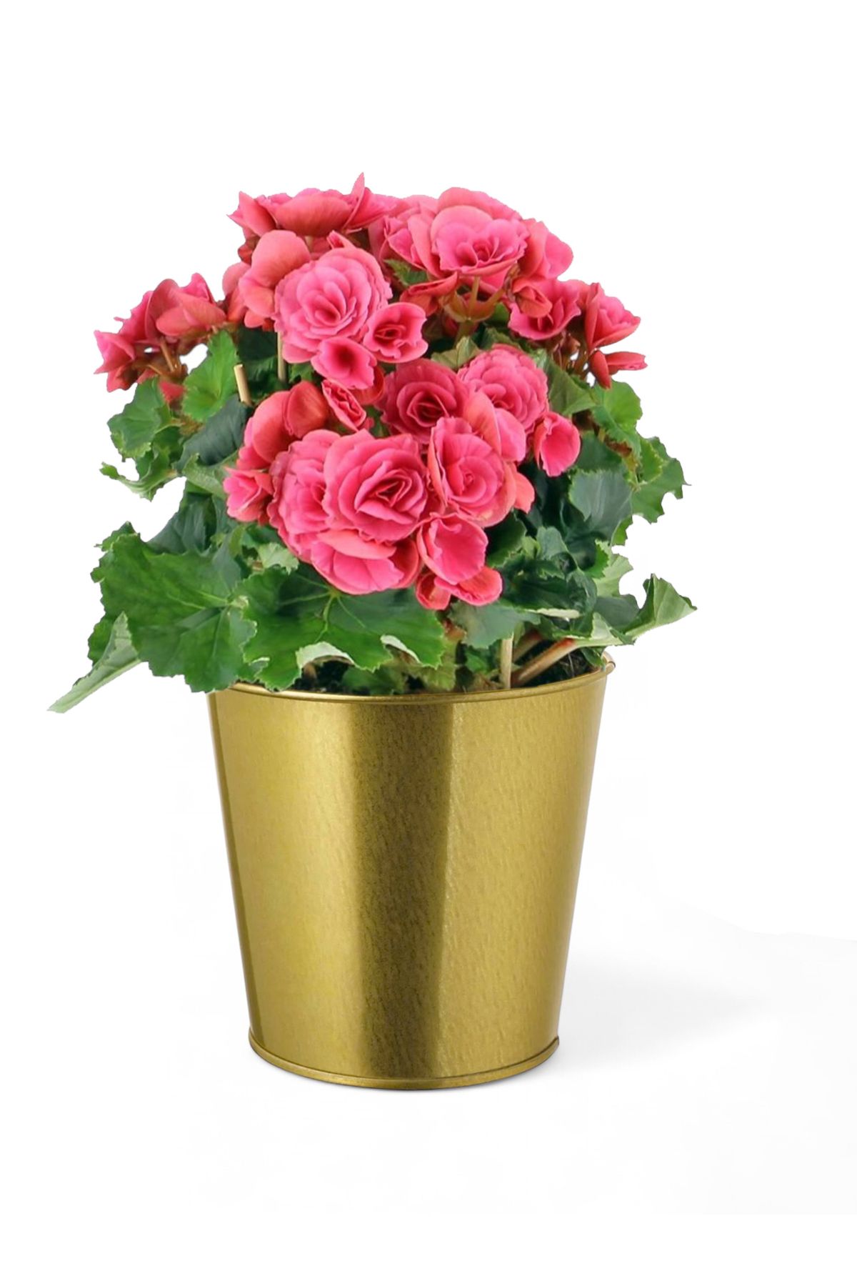 EVSTYLE DEKORATİF GOLD SAKSI - 12 CM
